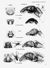 THE SPIDERS OF GREAT BRITAIN AND IRELAND PART 1-TEXT. COMPACT EDITION.