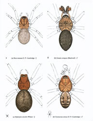 THE SPIDERS OF GREAT BRITAIN & IRELAND