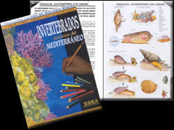 CUADERNO COLOREABLE OCÉANO DE INVERTEBRADOS MARINOS DEL MEDITERRÁNEO 1