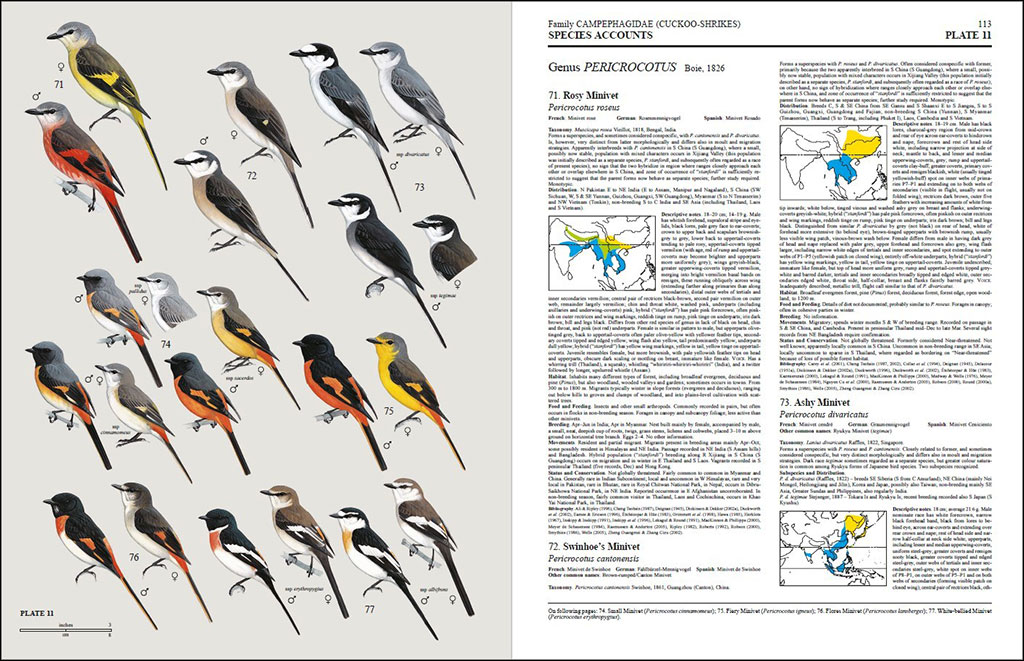 HANDBOOK OF THE BIRDS OF THE WORLD, VOL. 10. CUCKOO-SHRIKES TO THRUSHES 2