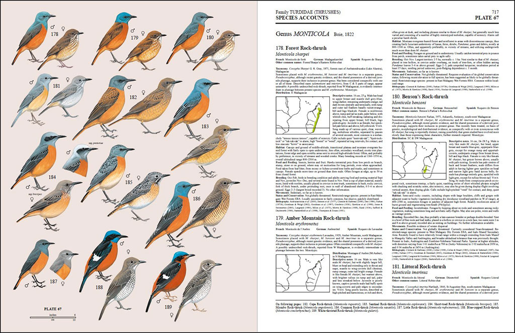 HANDBOOK OF THE BIRDS OF THE WORLD, VOL. 10. CUCKOO-SHRIKES TO THRUSHES 4