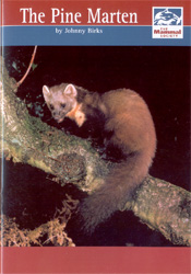 THE PINE MARTEN