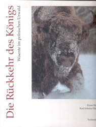 DIE RÜCKKEHR DES KÖNIGS. WISENTE IM POLNISCHEN URWALD 1