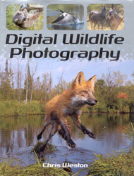DIGITAL WILDLIFE PHOTOGRAPHY 1