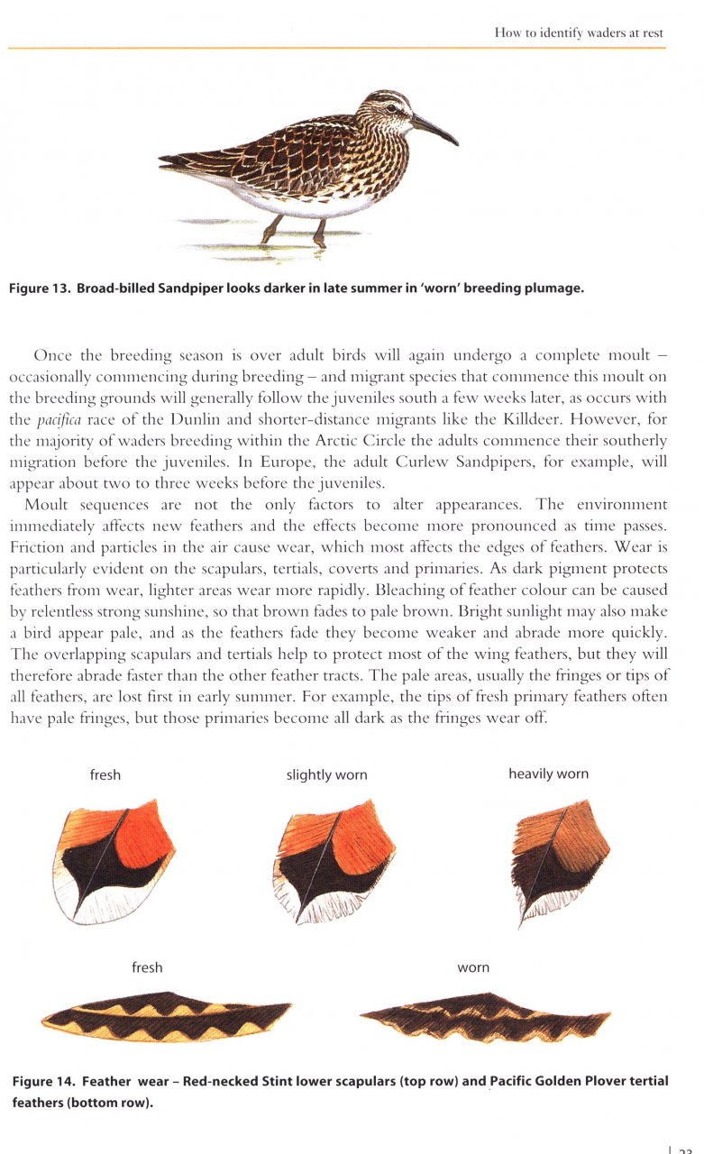 HELM FIELD GUIDES. WADERS OF EUROPE, ASIA AND NORTH AMERICA 2