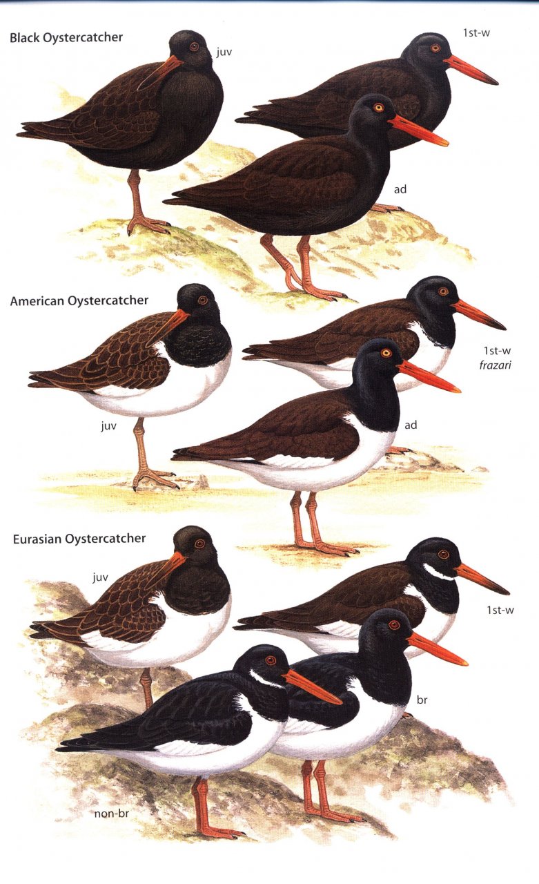 HELM FIELD GUIDES. WADERS OF EUROPE, ASIA AND NORTH AMERICA 3