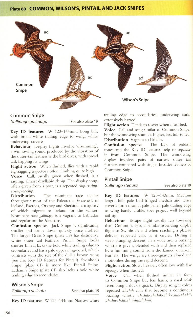 HELM FIELD GUIDES. WADERS OF EUROPE, ASIA AND NORTH AMERICA 4