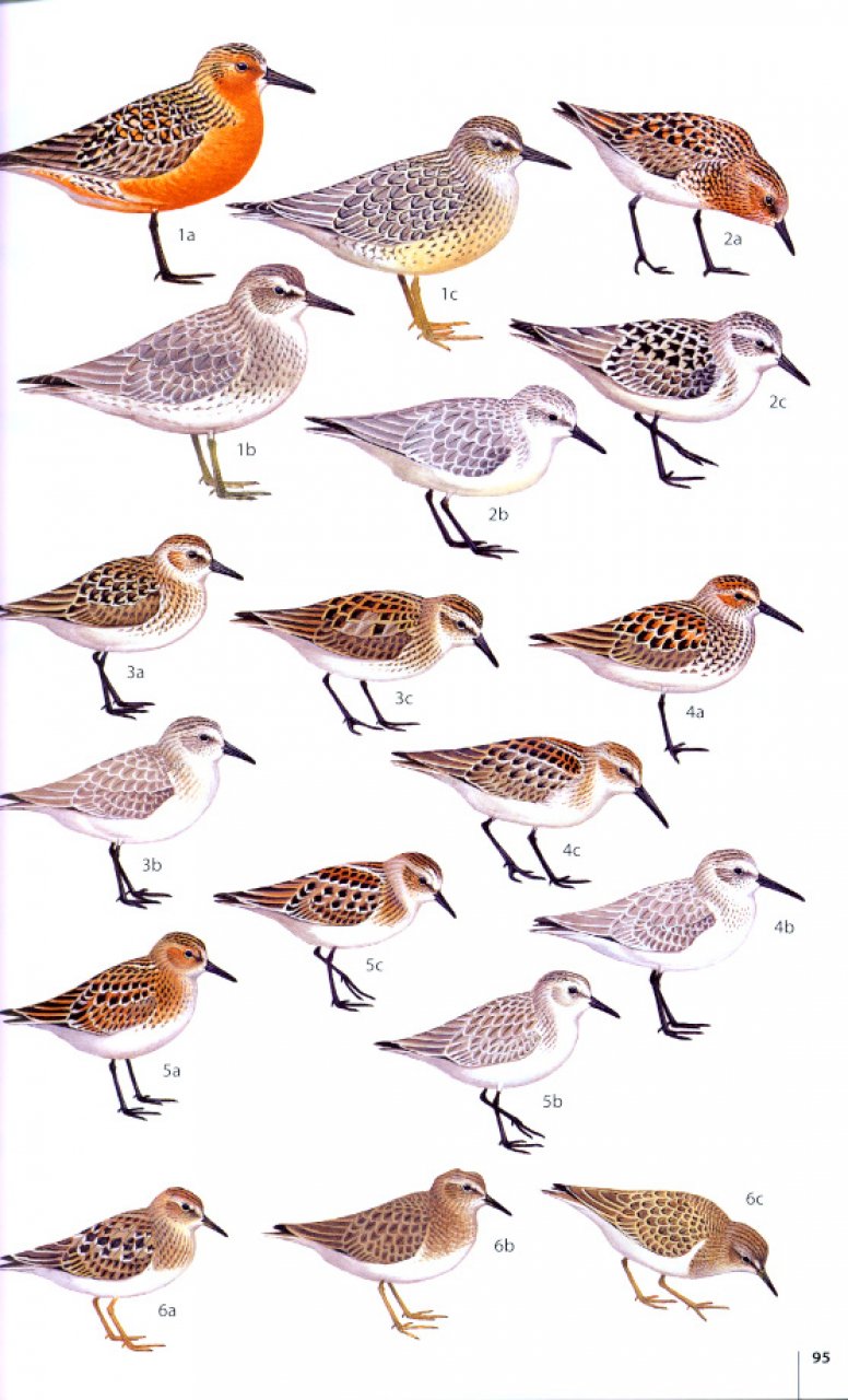 HELM FIELD GUIDES. BIRDS OF THE ATLANTIC ISLANDS. CANARY ISLANDS, MADEIRA, AZORES, CAPE VERDE 3