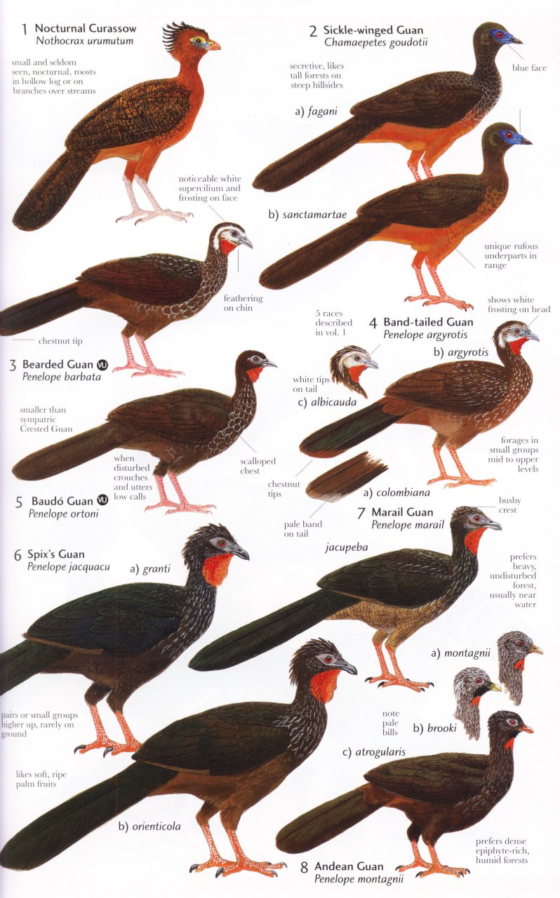 HELM FIELD GUIDES. BIRDS OF NORTHERN SOUTH AMERICA. SPECIES ACCOUNTS 2