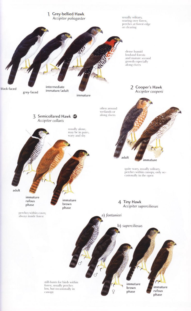 HELM FIELD GUIDES. BIRDS OF NORTHERN SOUTH AMERICA. SPECIES ACCOUNTS 3