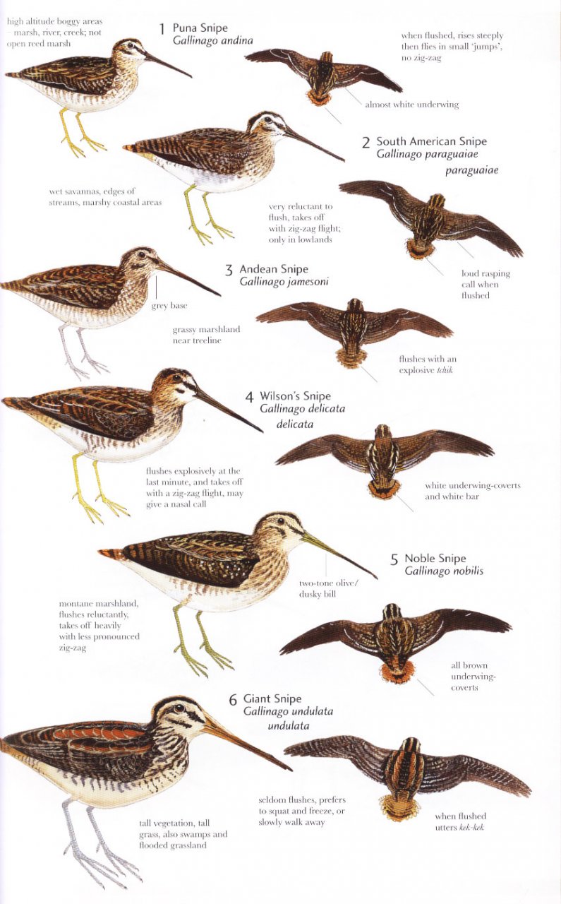 HELM FIELD GUIDES. BIRDS OF NORTHERN SOUTH AMERICA. SPECIES ACCOUNTS 4