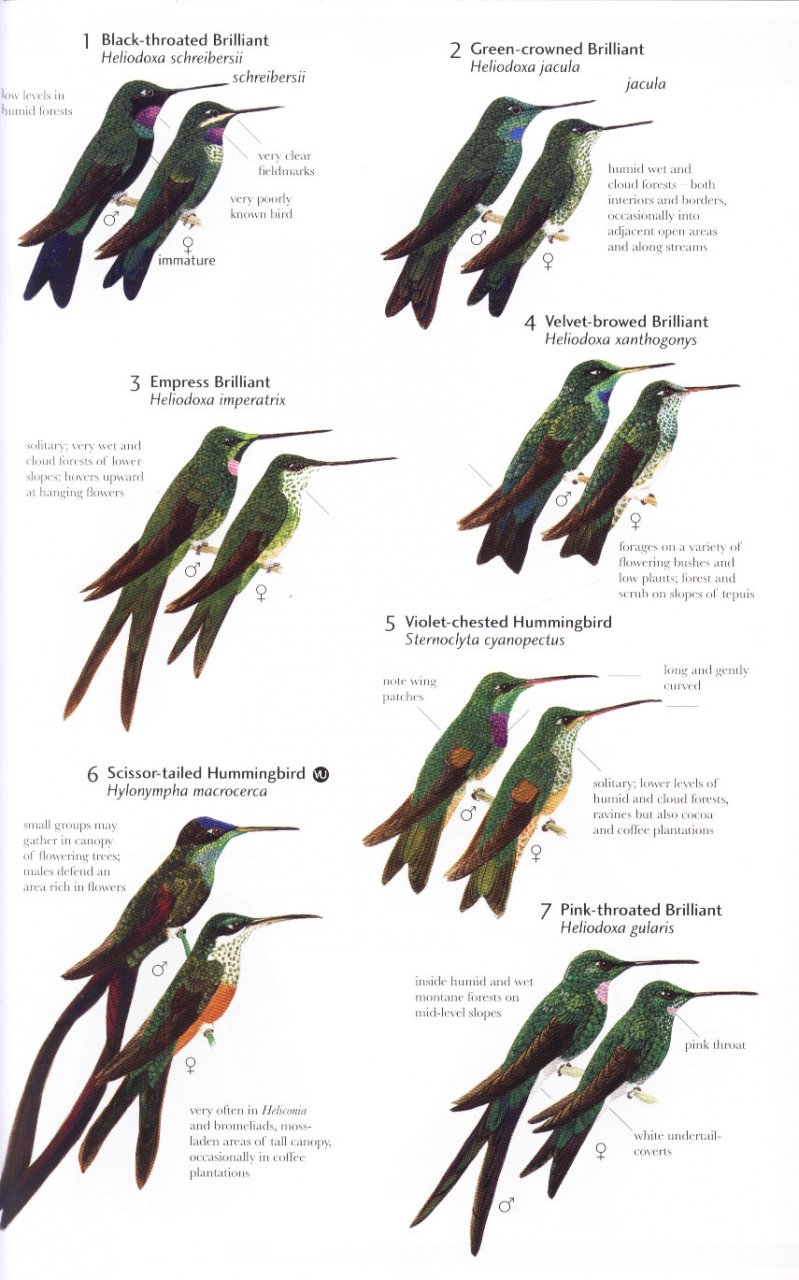 HELM FIELD GUIDES. BIRDS OF NORTHERN SOUTH AMERICA. SPECIES ACCOUNTS 5