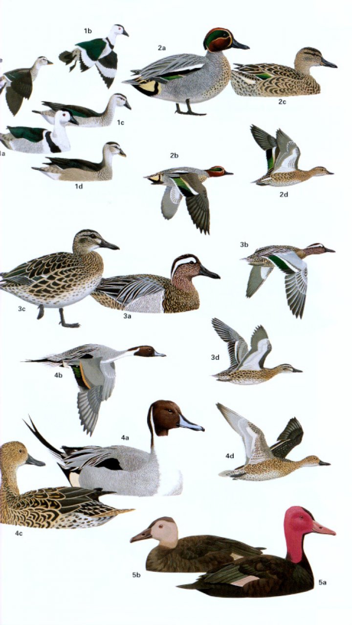 HELM FIELD GUIDES. BIRDS OF SOUTHERN INDIA 2