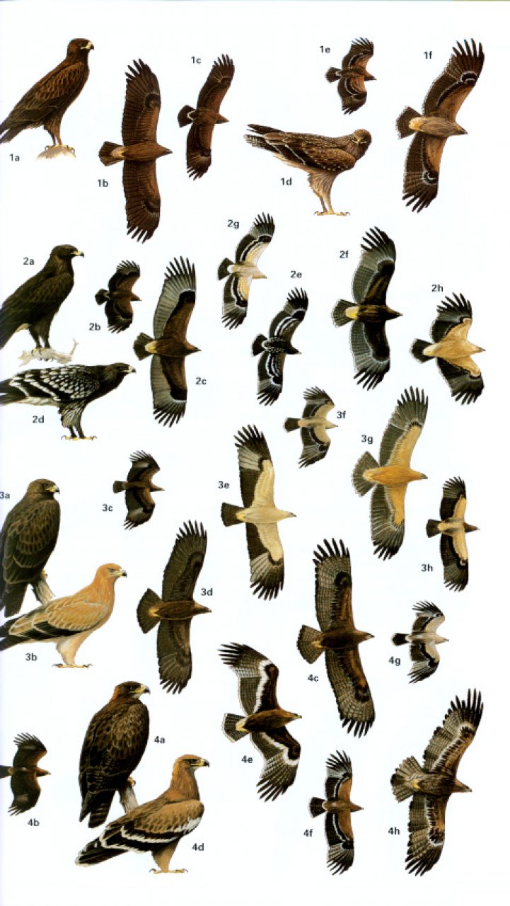 HELM FIELD GUIDES. BIRDS OF SOUTHERN INDIA 4