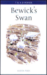 BEWICK'S SWAN 1