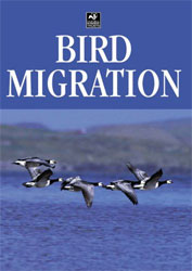 BIRD MIGRATION
