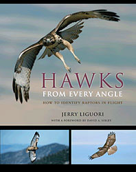 HAWKS FROM EVERY ANGLE. HOW TO IDENTIFY RAPTORS IN FLIGHT 1