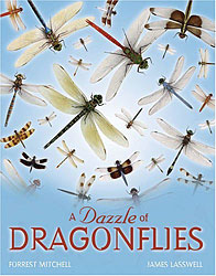A DAZZLE OF DRAGONFLIES 1