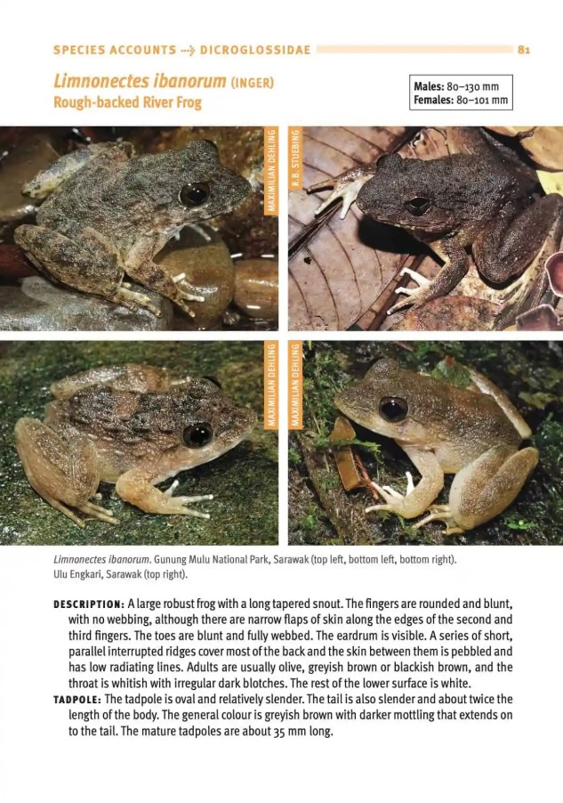 A FIELD GUIDE TO THE FROGS OF BORNEO 2