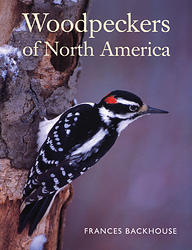 WOODPECKERS OF NORTH AMERICA