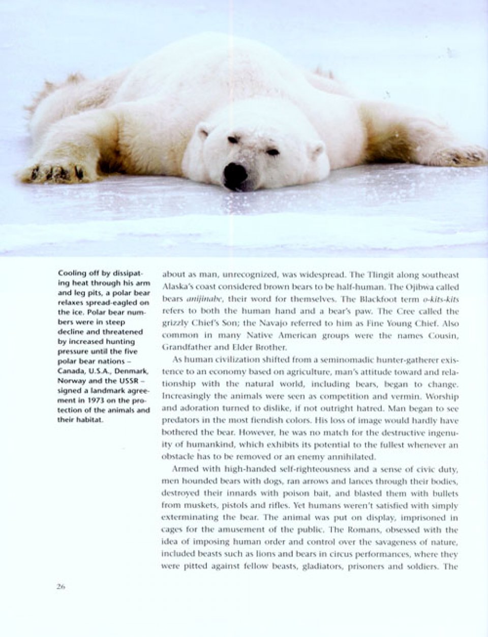 BEARS. A YEAR IN THE LIFE 2