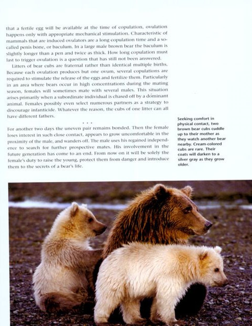 BEARS. A YEAR IN THE LIFE 3