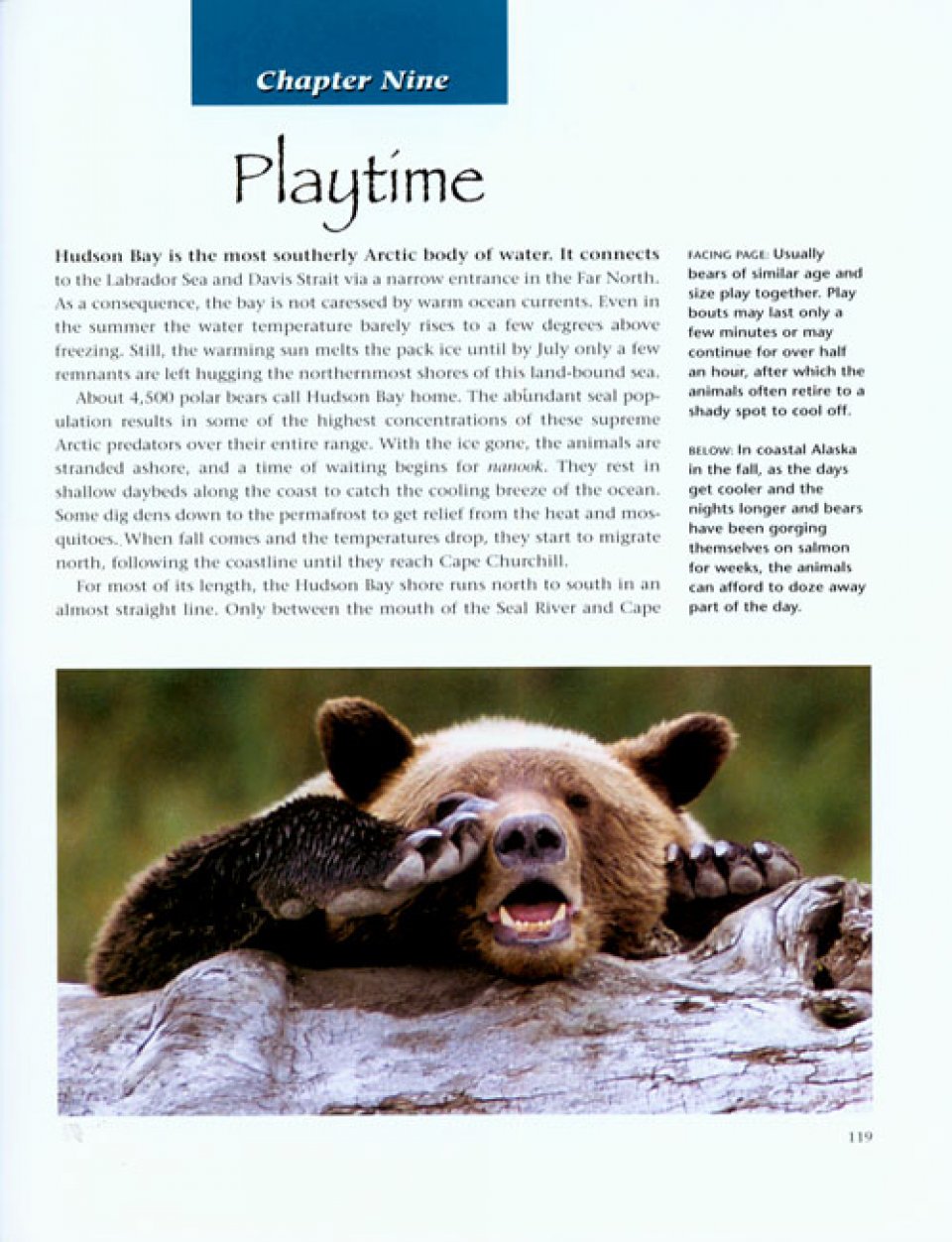 BEARS. A YEAR IN THE LIFE 4