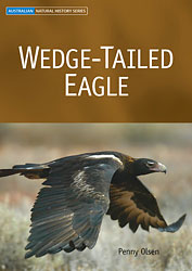 WEDGE-TAILED EAGLE