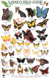 MEXICO FIELD GUIDE. BUTTERFLIES