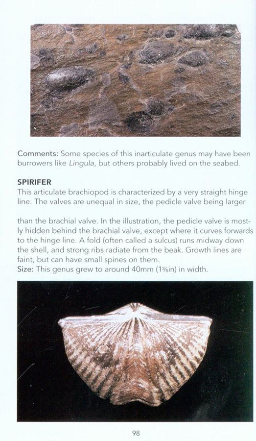 FOSSILS: A PHOTOGRAPHIC FIELD GUIDE 3