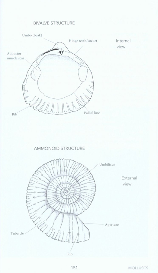 FOSSILS: A PHOTOGRAPHIC FIELD GUIDE 4