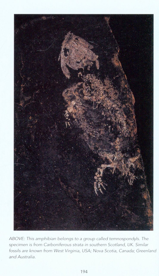 FOSSILS: A PHOTOGRAPHIC FIELD GUIDE 5