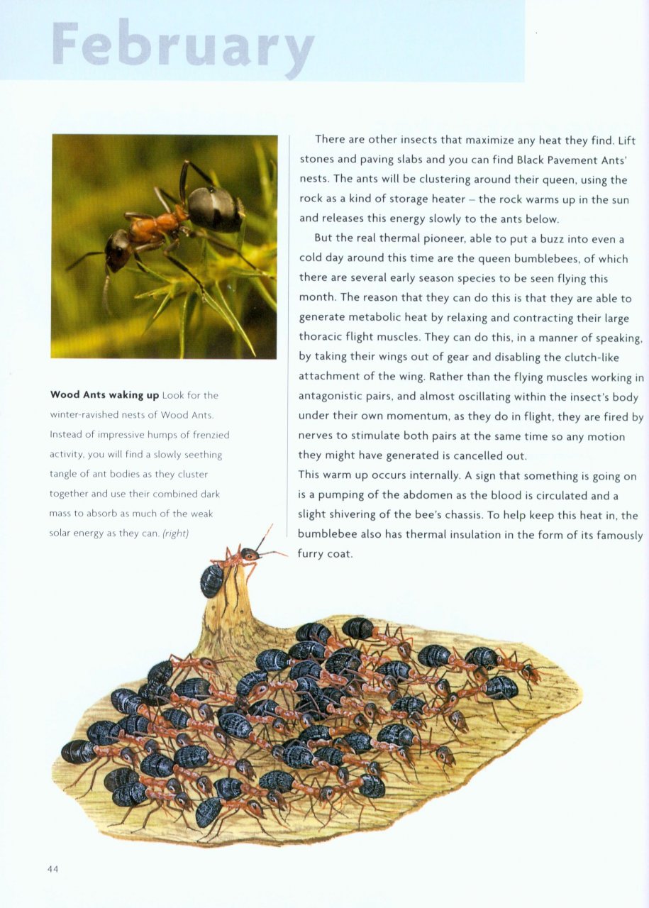 NICK BAKER'S BRITISH WILDLIFE: A MONTH BY MONTH GUIDE 2