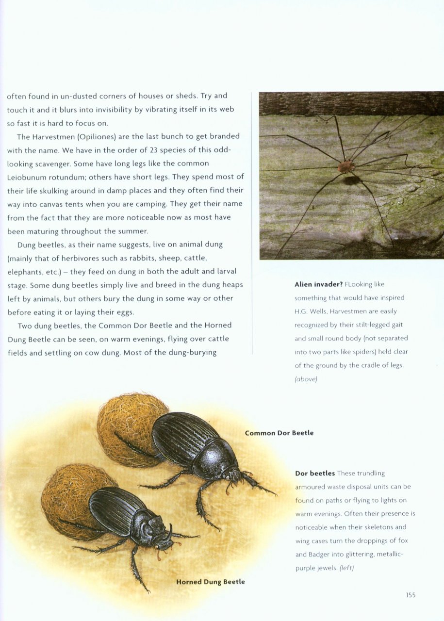 NICK BAKER'S BRITISH WILDLIFE: A MONTH BY MONTH GUIDE 4