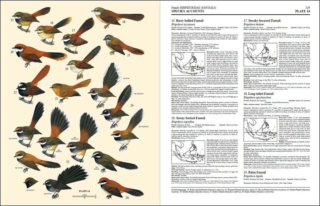 HANDBOOK OF THE BIRDS OF THE WORLD, VOL. 11 OLD WORLD FLYCATCHERS TO OLD WORLD WARBLES 2