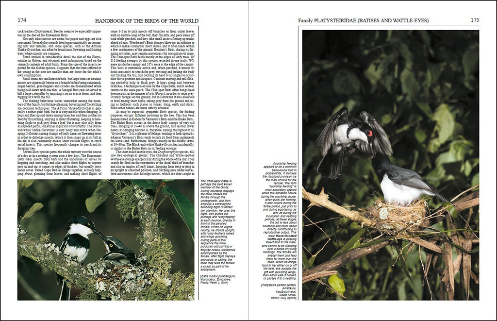 HANDBOOK OF THE BIRDS OF THE WORLD, VOL. 11 OLD WORLD FLYCATCHERS TO OLD WORLD WARBLES 3