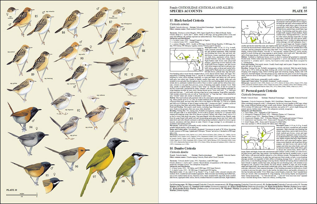 HANDBOOK OF THE BIRDS OF THE WORLD, VOL. 11 OLD WORLD FLYCATCHERS TO OLD WORLD WARBLES 4