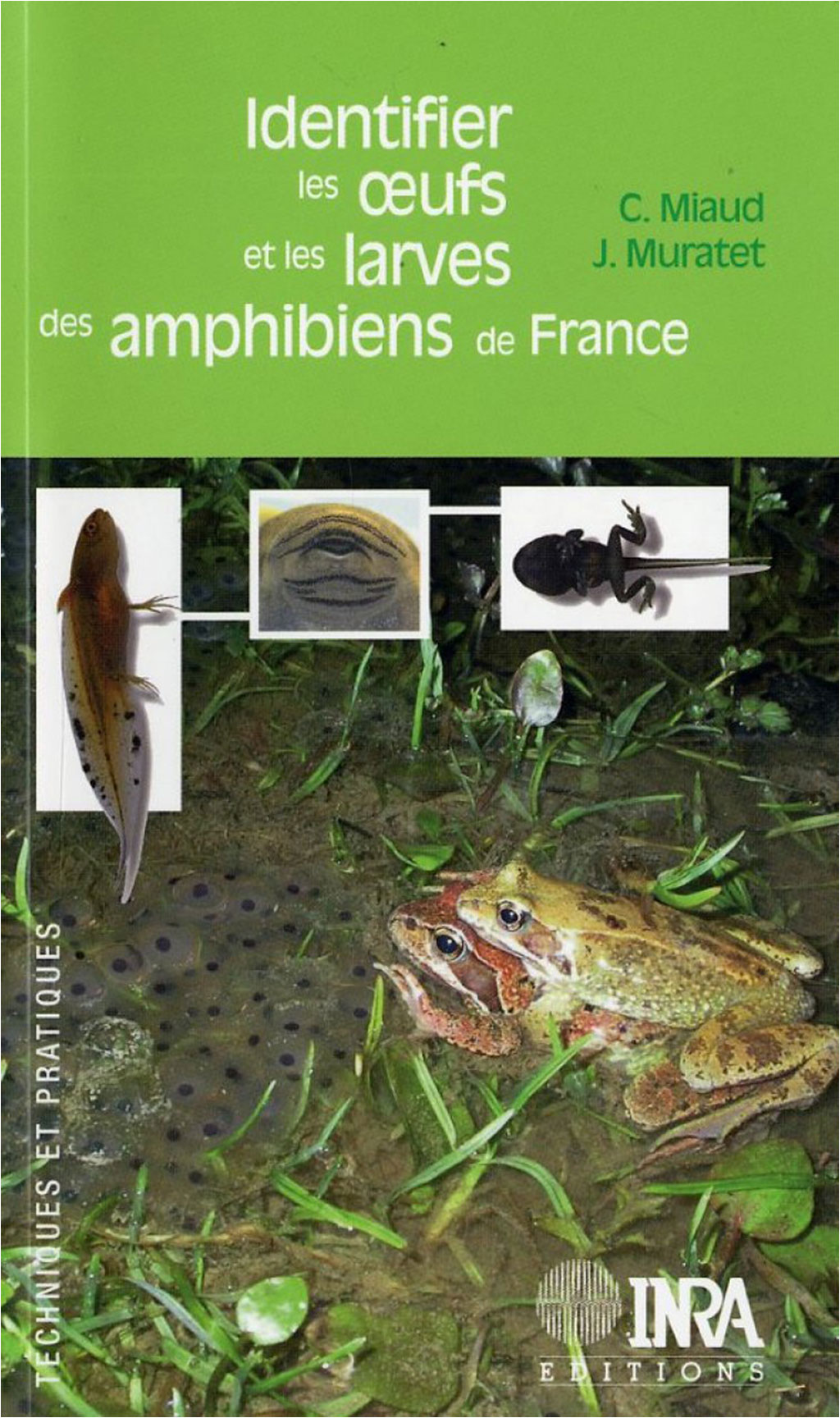 IDENTIFIER LES OEUFS ET LES LARVES DES AMPHIBIENS DE FRANCE