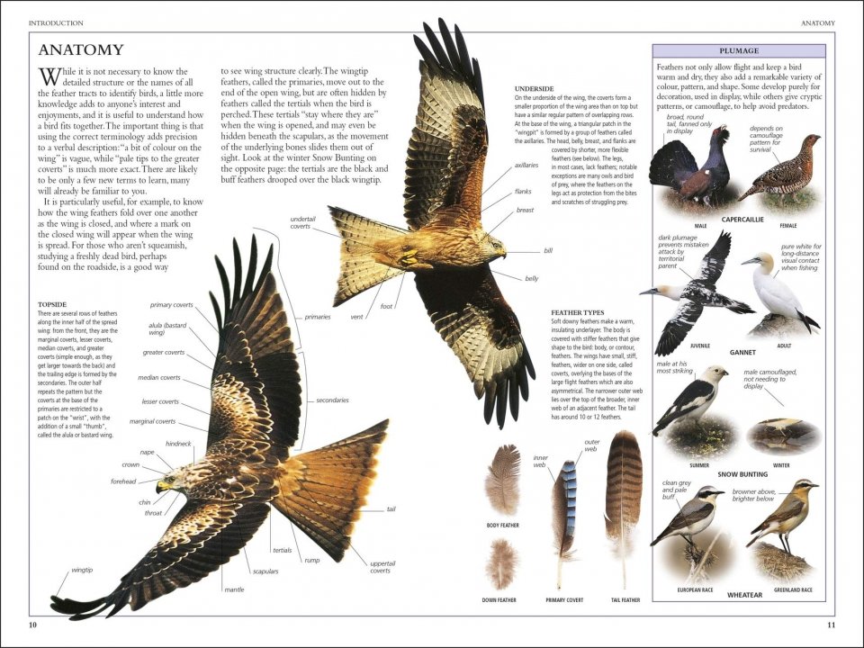 RSPB BIRDS OF BRITAIN AND EUROPE 2
