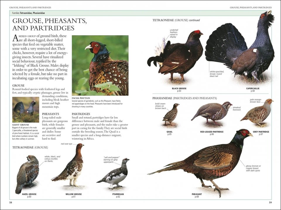 RSPB BIRDS OF BRITAIN AND EUROPE 3