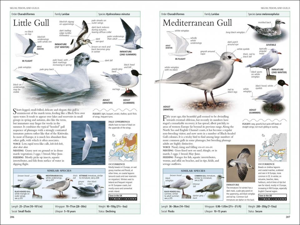 RSPB BIRDS OF BRITAIN AND EUROPE 4