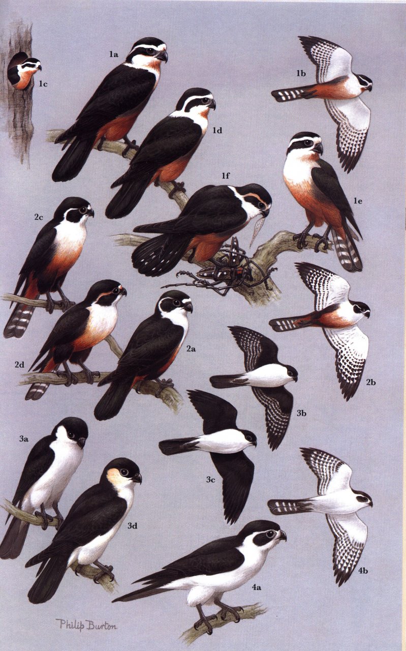 RAPTORS OF THE WORLD. A FIELD GUIDE 3