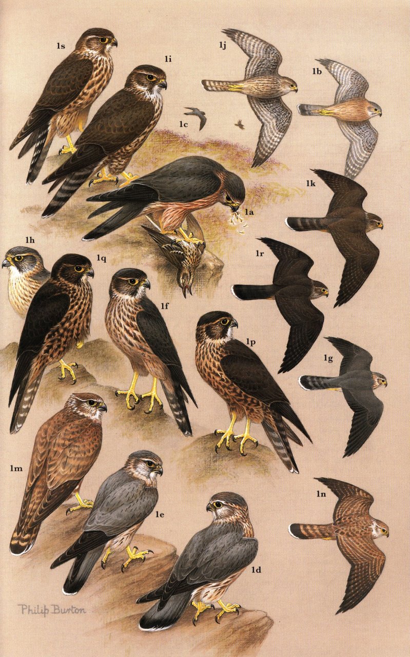 RAPTORS OF THE WORLD. A FIELD GUIDE 4