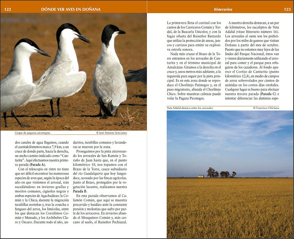 DÓNDE VER AVES EN DOÑANA 2
