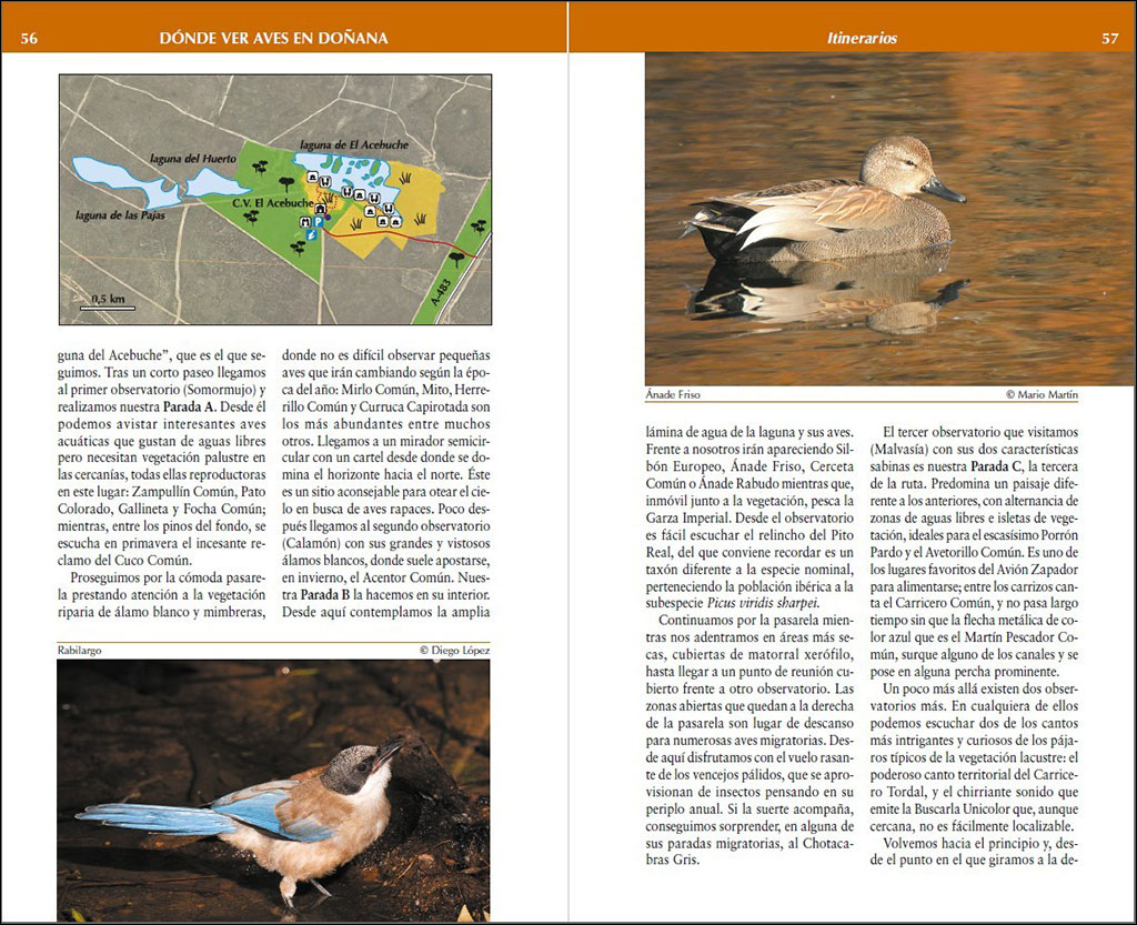 DÓNDE VER AVES EN DOÑANA 4
