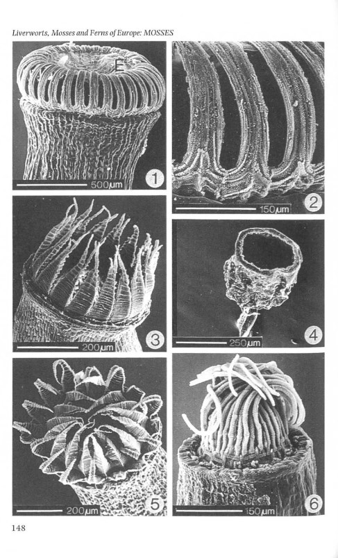 THE LIVERWORTS, MOSSES AND FERNS OF EUROPE 3