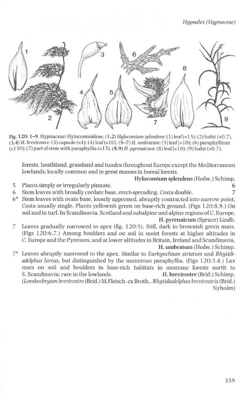 THE LIVERWORTS, MOSSES AND FERNS OF EUROPE 4
