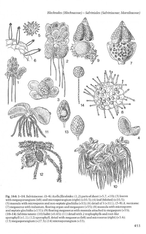 THE LIVERWORTS, MOSSES AND FERNS OF EUROPE 5