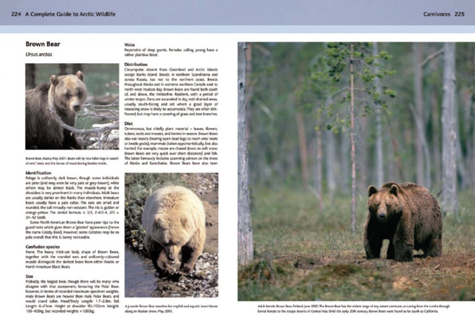 A COMPLETE GUIDE TO ARCTIC WILDLIFE 3