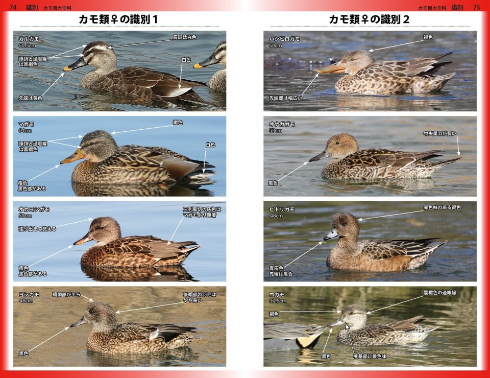 A PHOTOGRAPHIC GUIDE TO THE BIRDS OF JAPAN AND NORTH-EAST ASIA 6